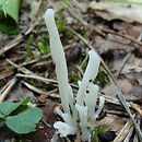 Clavaria falcata (goździeniec zaostrzony)