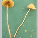 Conocybe rostellata