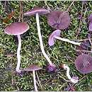 Psathyrella fulvescens (kruchaweczka żółknąca)