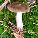 Calocybe obscurissima