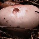 Hygrophorus erubescens (wodnicha zaróżowiona)