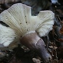 Calocybe ionides (gęśnica fiołkowa)