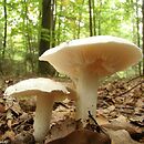 Tricholoma columbetta (gąska gołębia)