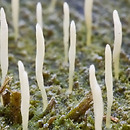 Clavulinaceae (goździeńczykowate)