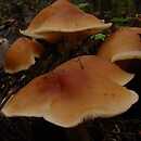 Rhodocollybia prolixa (monetnica karbowanoblaszkowa)