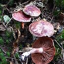 Hygrophorus capreolarius (wodnicha kozia)