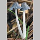 Coprinopsis cinerea (czernidłak szarawy)