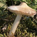 Hygrocybe fornicata (wilgotnica sklepiona)