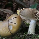 Hygrophorus lucorum (wodnicha modrzewiowa)