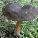 Entoloma undatum (dzwonkówka strefowana)