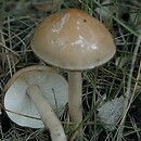 Zhuliangomyces illinitus (muchomornica śluzowata)