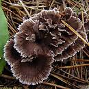 Thelephora caryophyllea (chropiatka lejkowata)