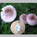 Russula sect. Polychromae ssect. Puellarinae