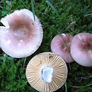 Russula nauseosa (gołąbek prążkowany)