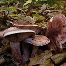 Hygrophorus russula (wodnicha gołąbkowa)