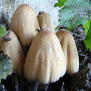 Coprinellus saccharinus (czernidłak pniakowy)