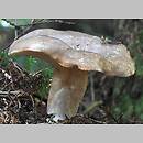 Lactarius albocarneus (mleczaj lśniący)