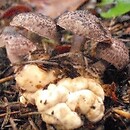 Dissoderma odoratum