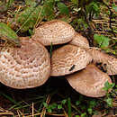 Agaricus langei (pieczarka krwawiąca)