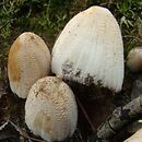 Coprinellus domesticus (czernidłak podwórzowy)