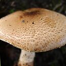 Lepiota ochraceofulva (czubajeczka rdzawobrązowa)