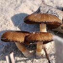 Psathyrella ammophila (kruchaweczka piaskowa)