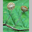 Marasmius graminum