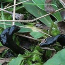 Geoglossum umbratile (ziemioziorek pomarszczony)