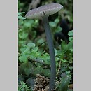 Entoloma incarnatofuscescens (dzwonkówka niebieskostopa)