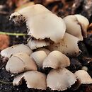 Psathyrella olympiana (kruchaweczka czerwonobrązowa)