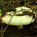 Lactarius resimus (mleczaj okazały)