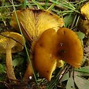 Calocybe chrysenteron