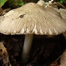 Pluteus ephebeus (drobnołuszczak brązowoczarny)