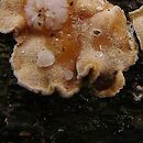 Phaeotremella mycetophiloides (trzęsaka grzybolubka)