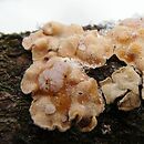 Phaeotremella (trzęsak)