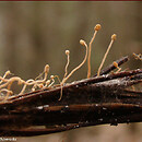 Heyderia cucullata