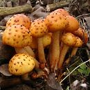 Pholiota adiposa (łuskwiak tłustawy)