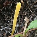 Clavulinopsis fusiformis (goździeniowiec wrzecionowaty)