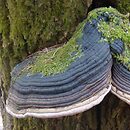 Phellinus populicola (czyreń topolowy)