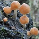 Psathyrella tenuicula