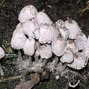 Coprinopsis narcotica