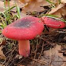 Russula sanguinea (gołąbek krwisty)