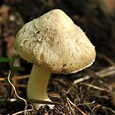 Inocybe sambucina (strzępiak bzowy)