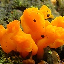 Dacrymyces chrysospermus (łzawnik złocistozarodnikowy)