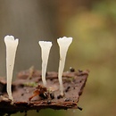 Clavicorona taxophila