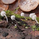 Mycena tenerrima (grzybówka delikatna)