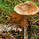 Entoloma cetratum (dzwonkówka ochrowa)