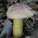 Tricholoma bufonium (gąska winnobrązowa)