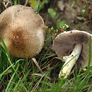 Agaricus dulcidulus (pieczarka migdałowa)