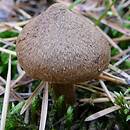 Inocybe subcarpta (strzępiak chropowaty)